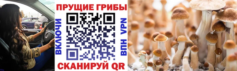 Псилоцибиновые грибы ЛСД Зубцов
